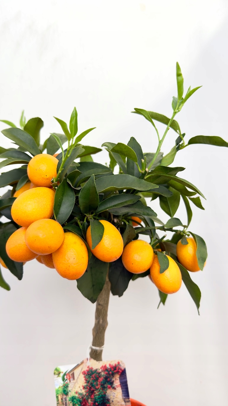 Fortunella margarita 21/65 cm