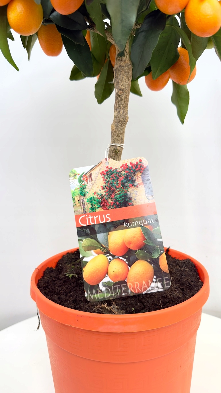 Fortunella margarita 21/65 cm