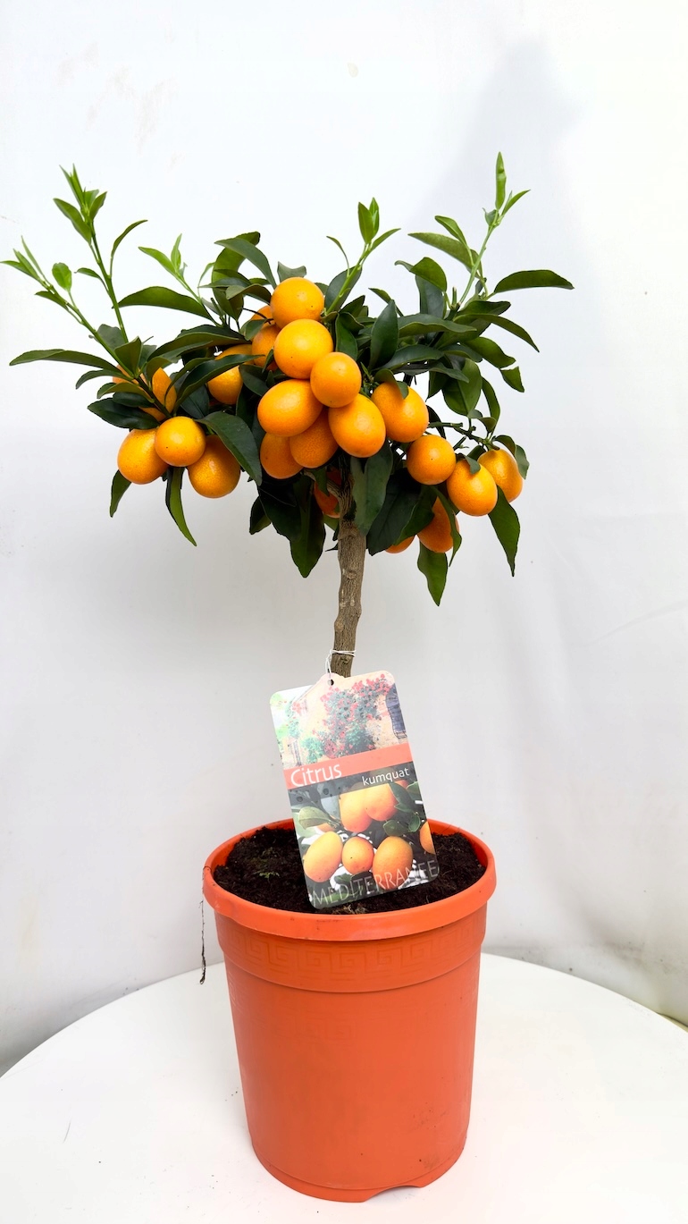 Fortunella margarita 21/65 cm