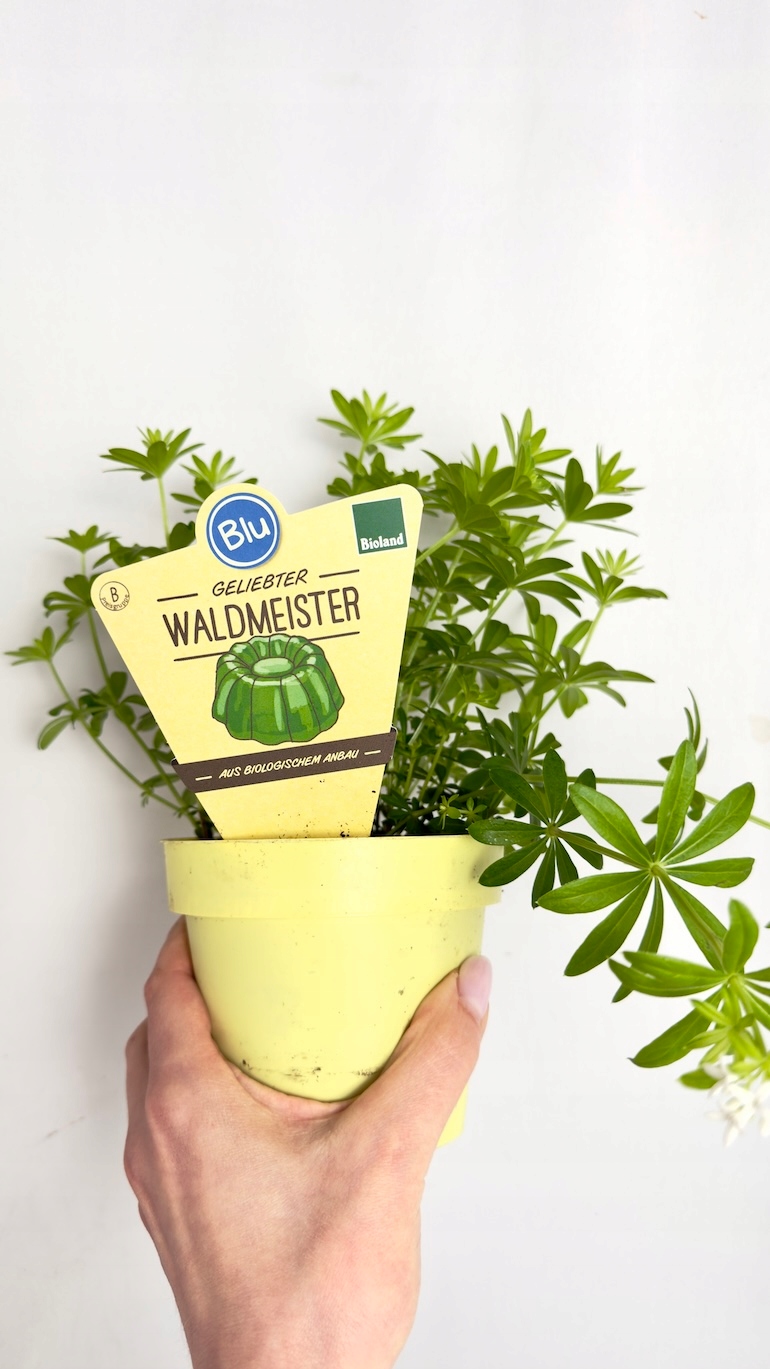 Galium odoratum 12/25 cm