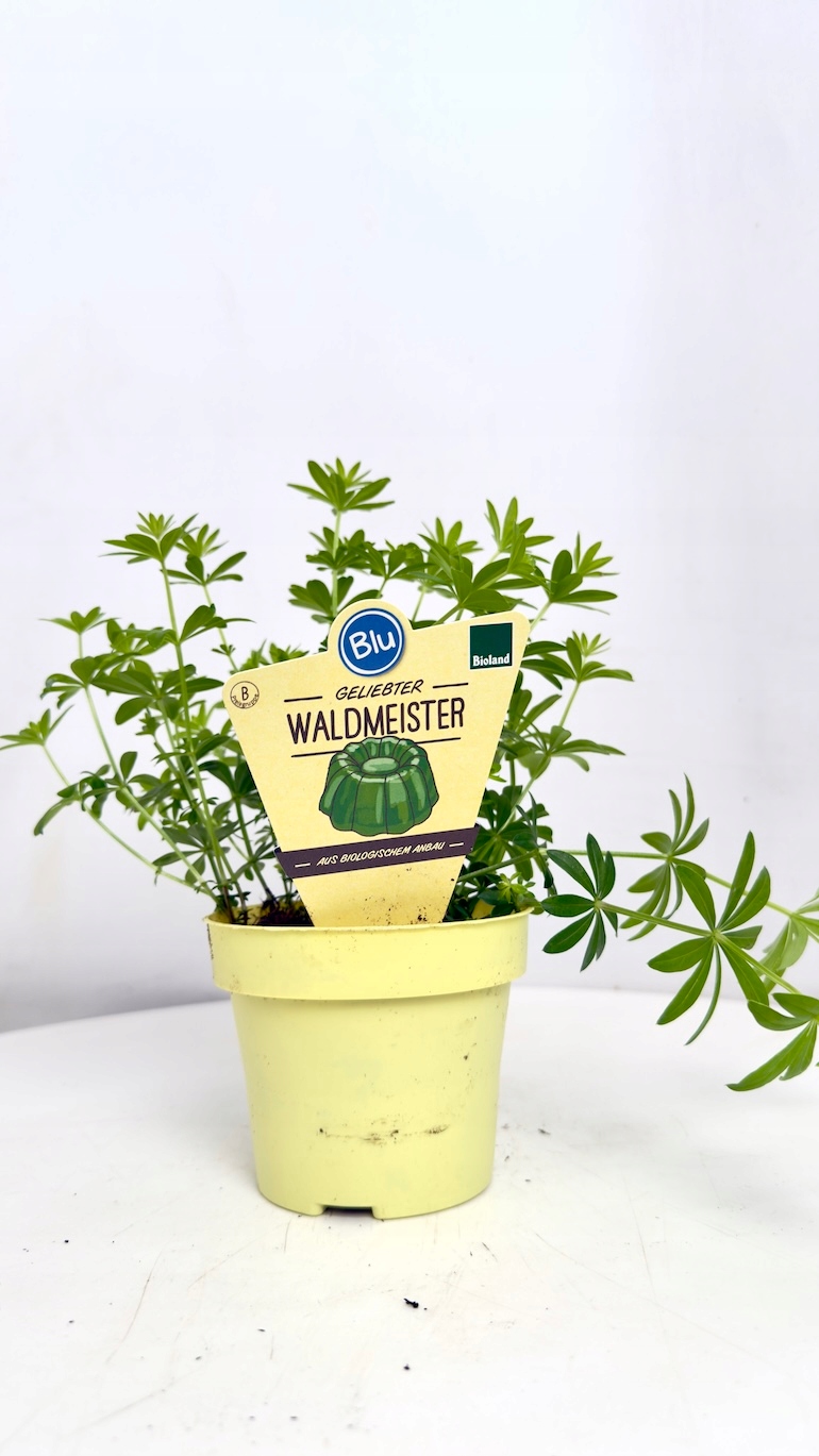 Galium odoratum 12/25 cm