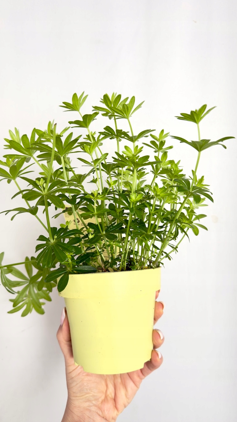 Galium odoratum 12/25 cm