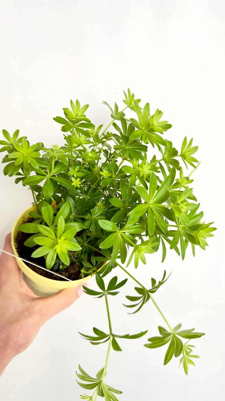 Galium odoratum 12/25 cm
