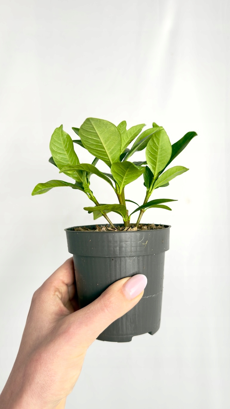 Gardenia jasminoides Crown Jewel