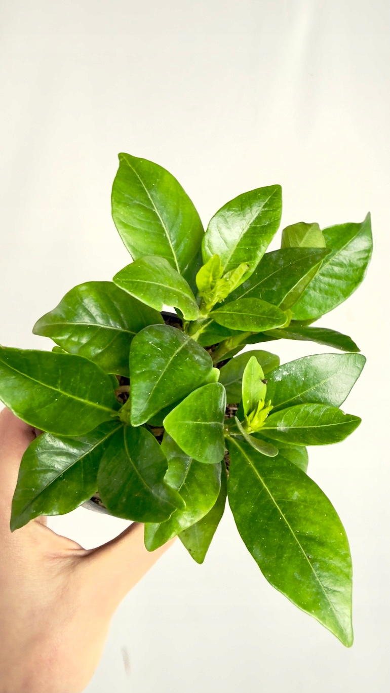 Gardenia jasminoides Crown Jewel