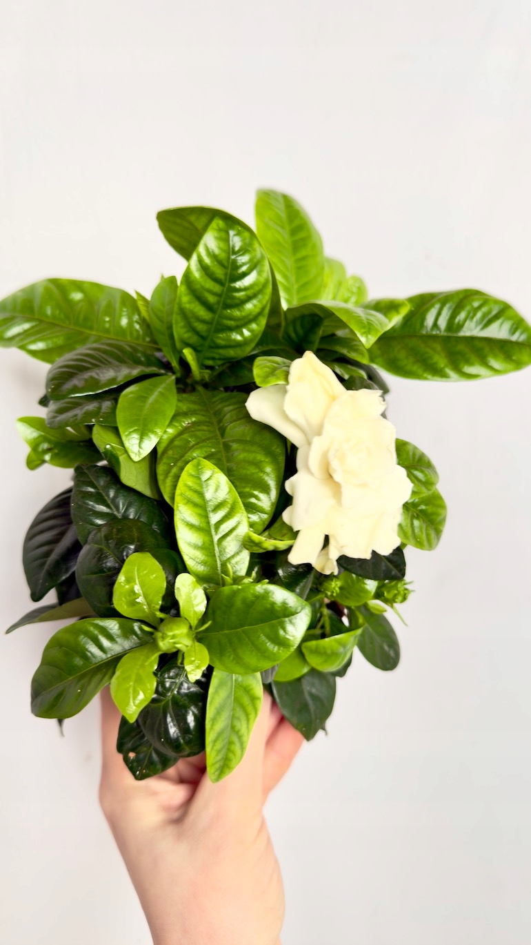 Gardenia jasminoides 13/25 cm