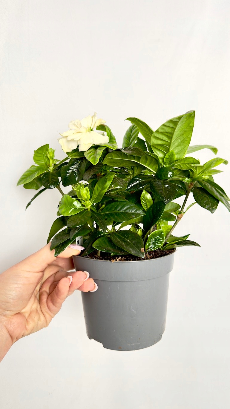 Gardenia jasminoides 13/25 cm