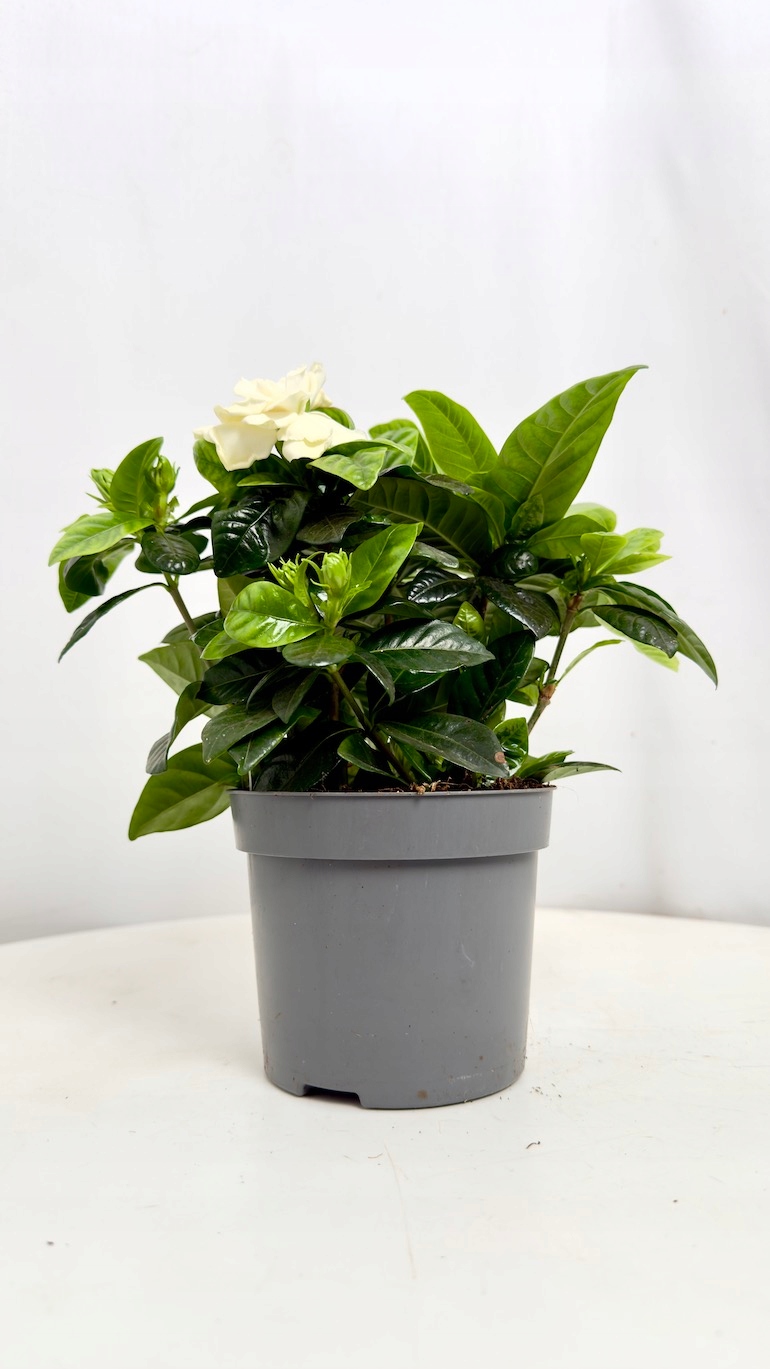 Gardenia jasminoides 13/25 cm