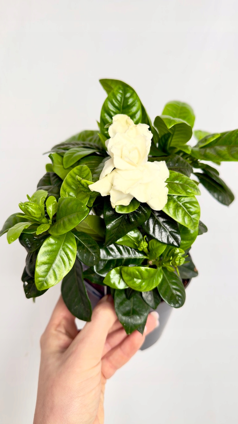 Gardenia jasminoides 13/25 cm