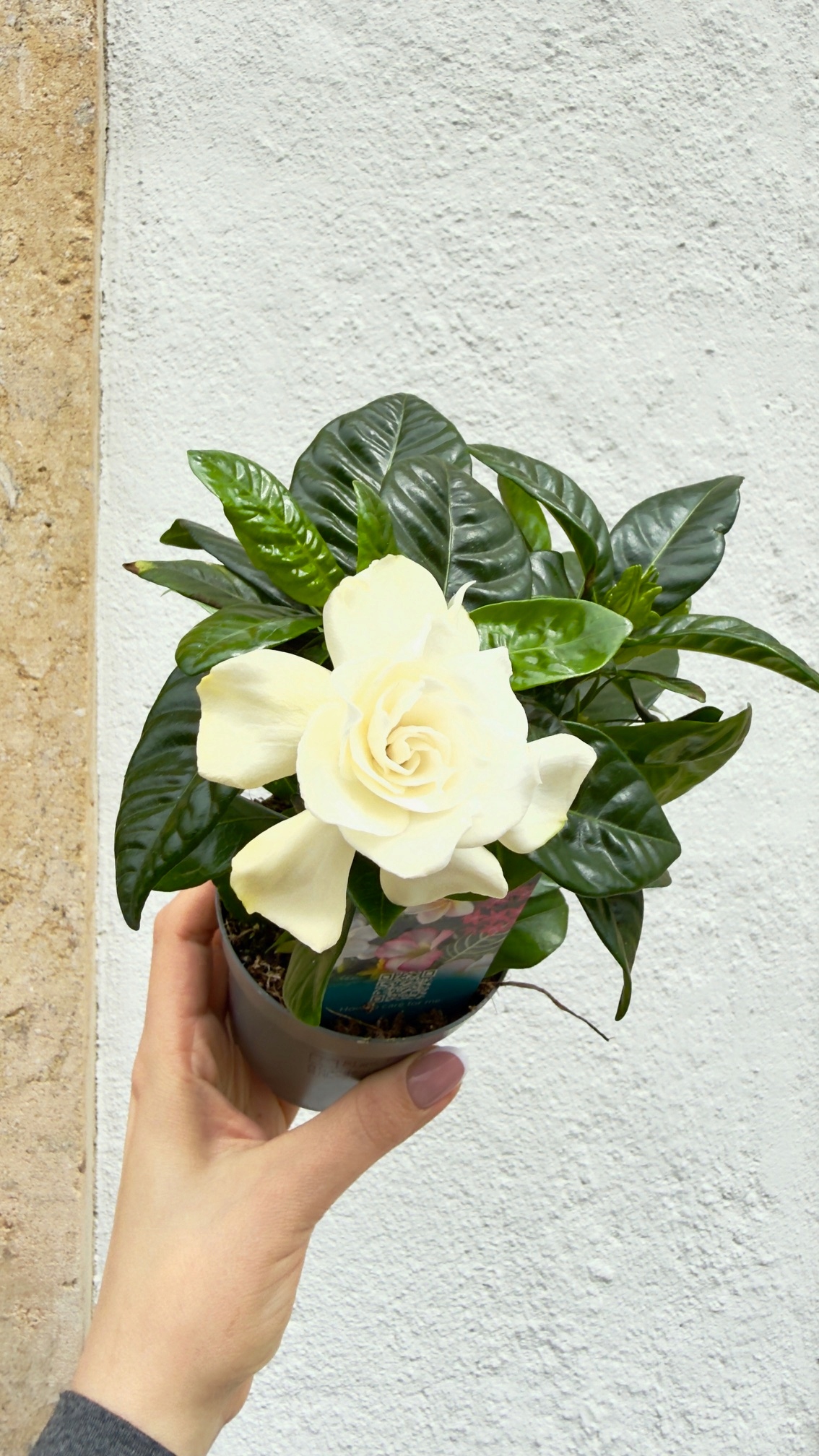 Gardenia jasminoides 9/20 cm