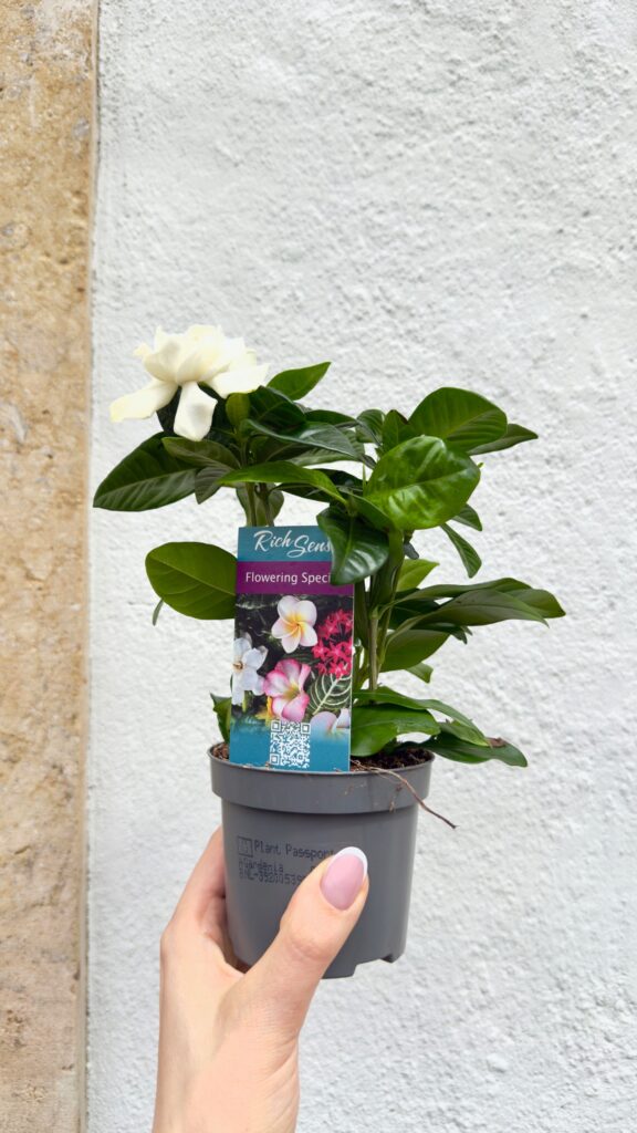Gardenia jasminoides Crown Jewel 9/15 cm – pachnąca gardenia jaśminowa w doniczce