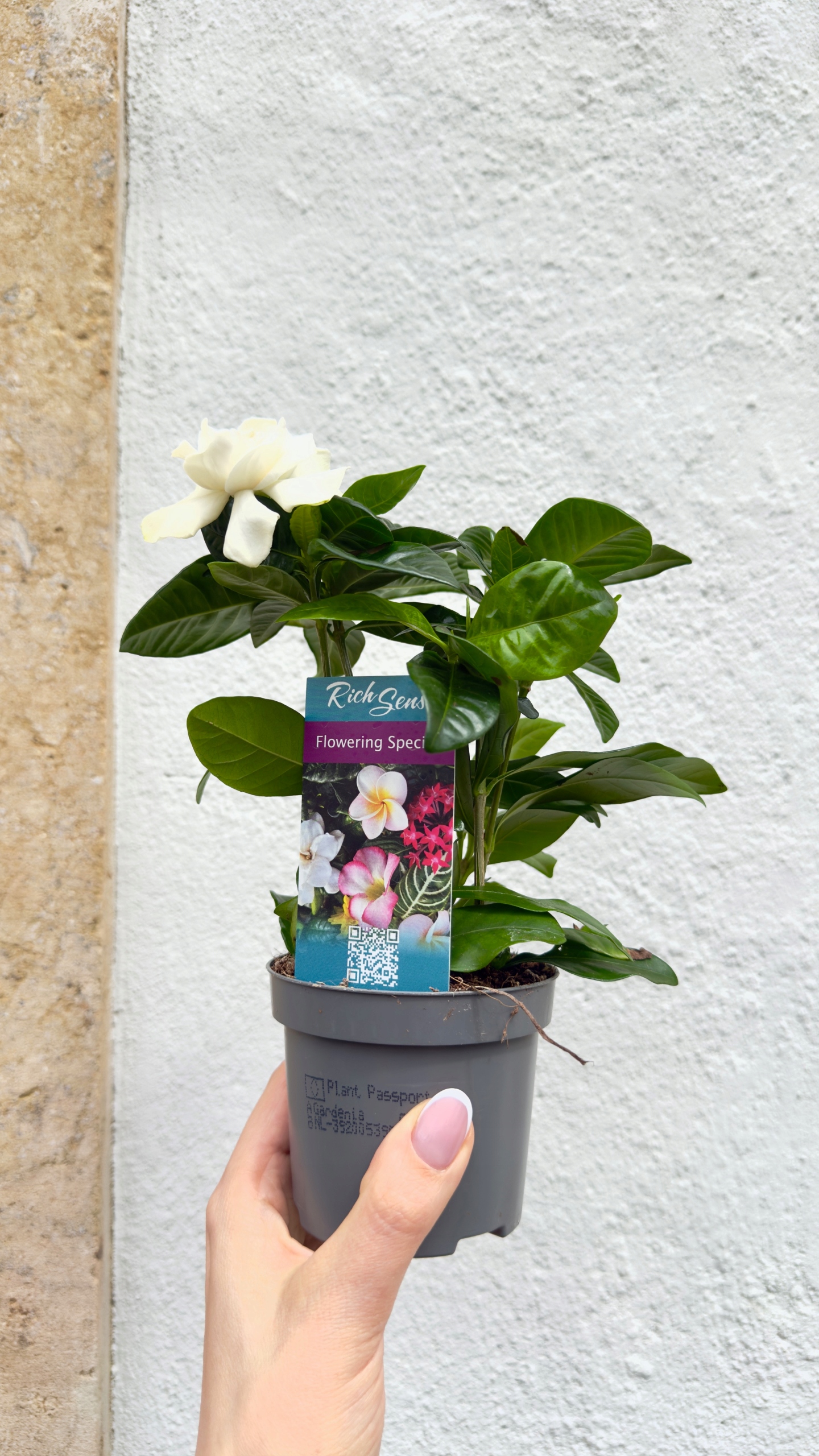 Gardenia jasminoides 9/20 cm