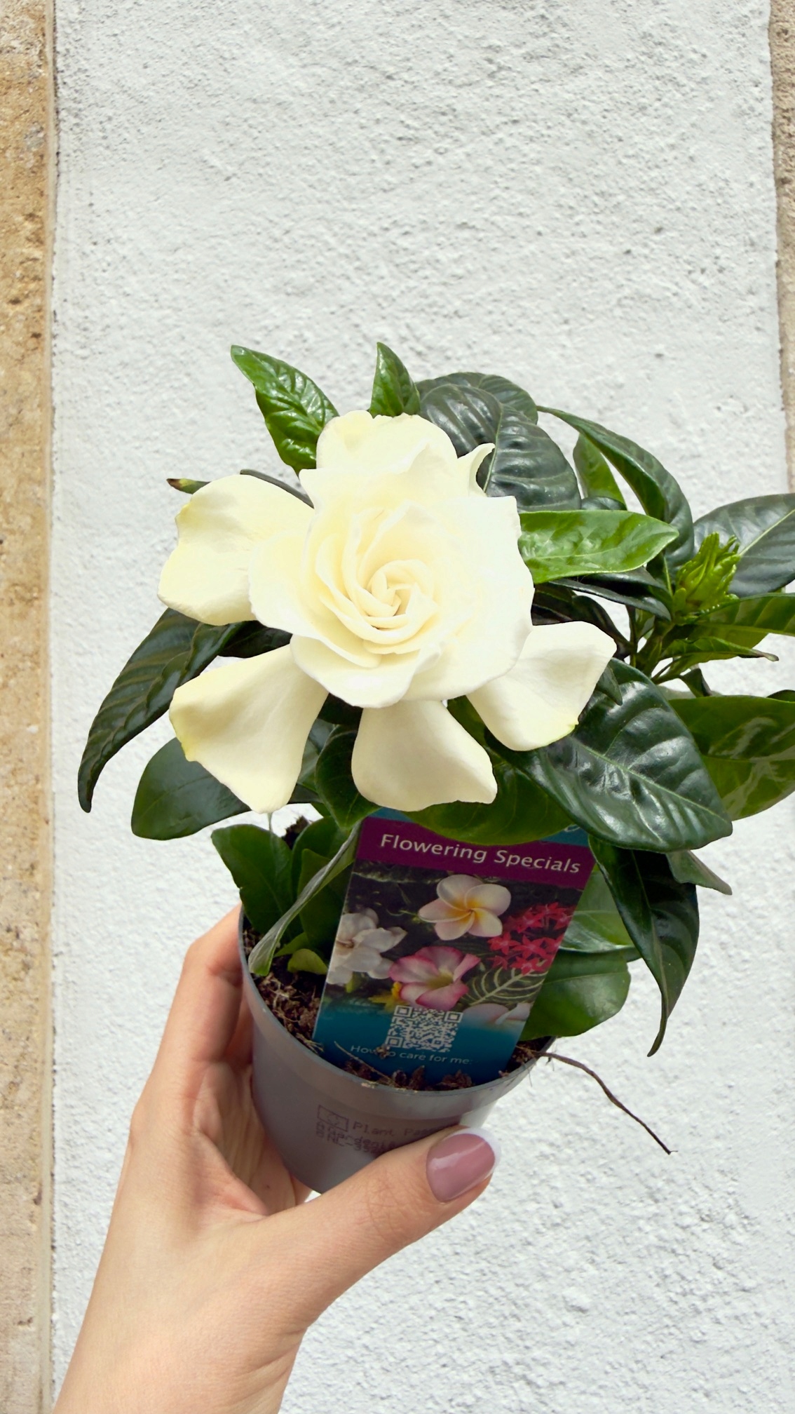 Gardenia jasminoides 9/20 cm