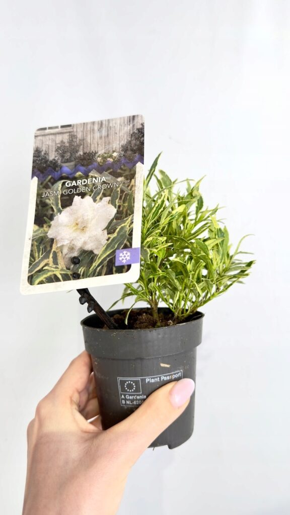 Gardenia jasminoides Golden Crown