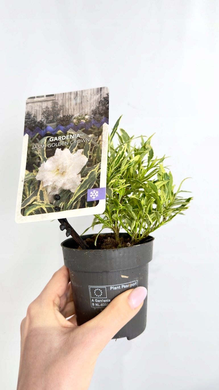 Gardenia jasminoides Golden Crown