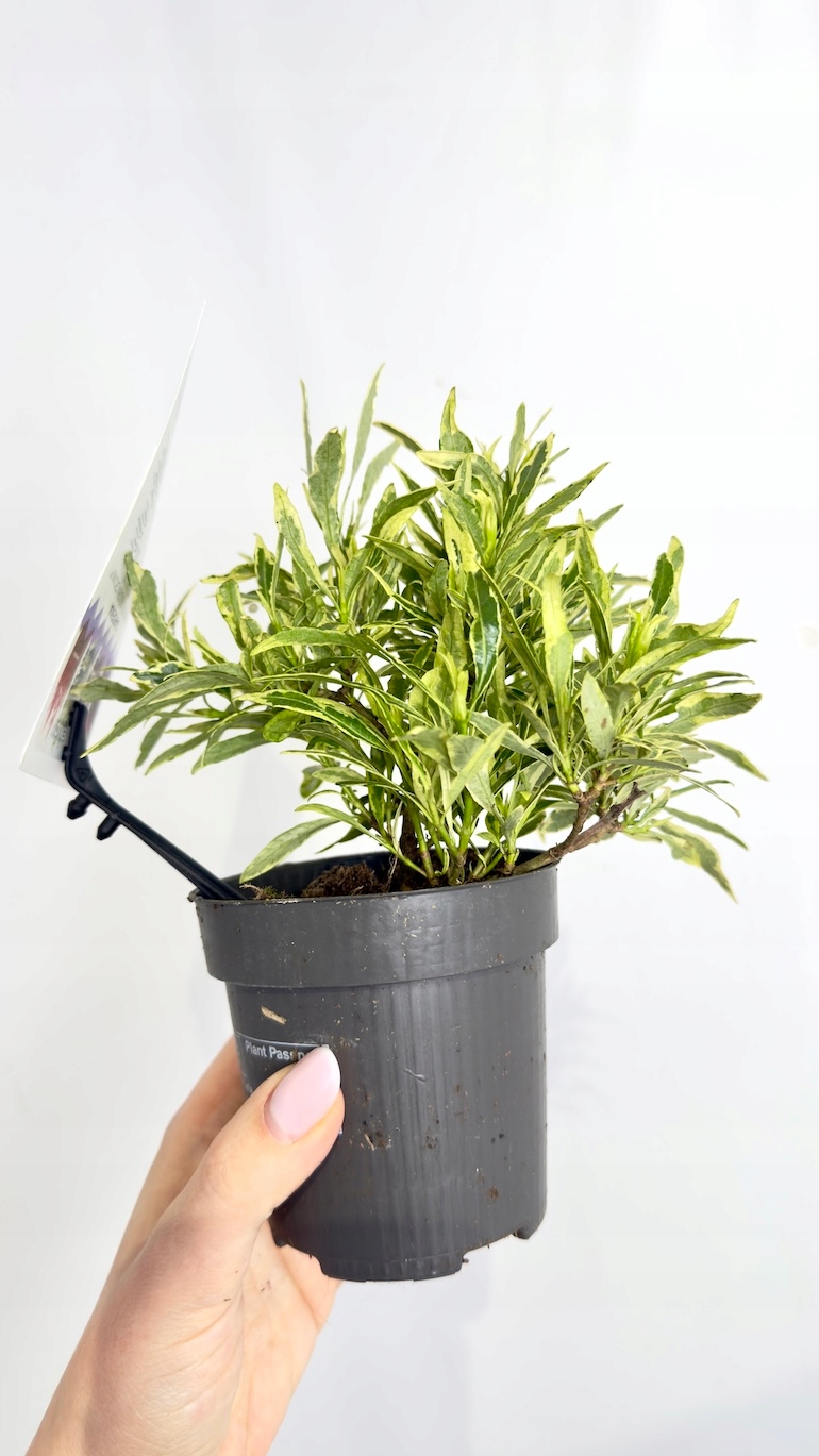 Gardenia jasminoides Golden Crown