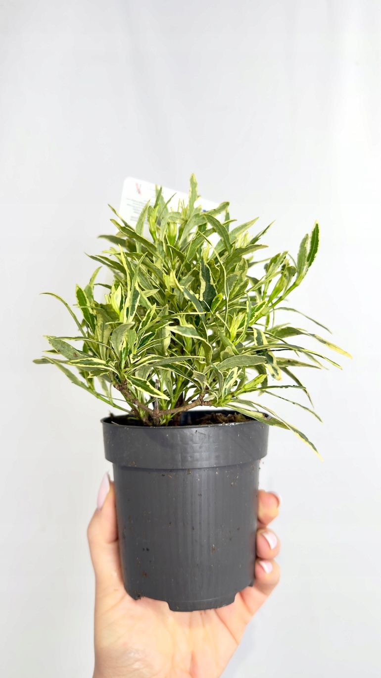 Gardenia jasminoides Golden Crown