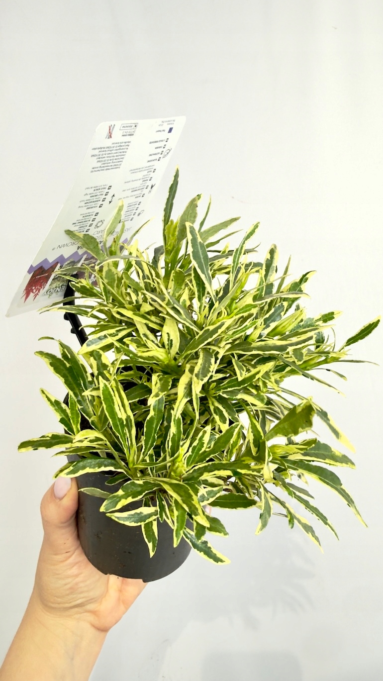 Gardenia jasminoides Golden Crown