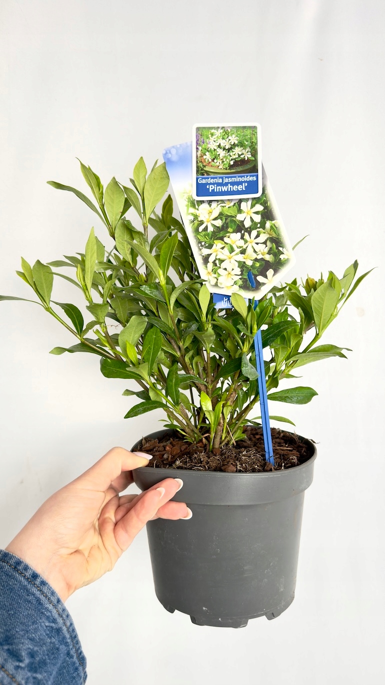 Gardenia jasminoides Pinwheel