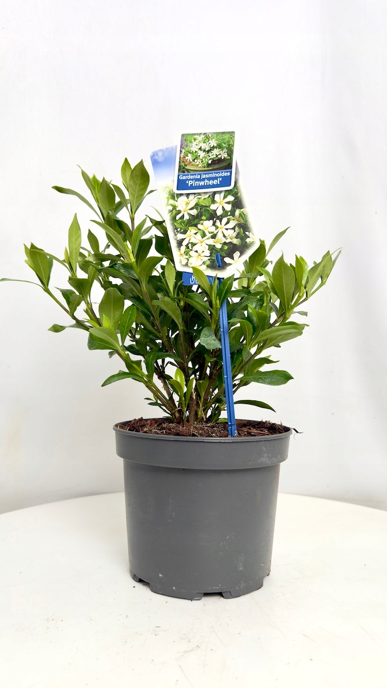 Gardenia jasminoides Pinwheel