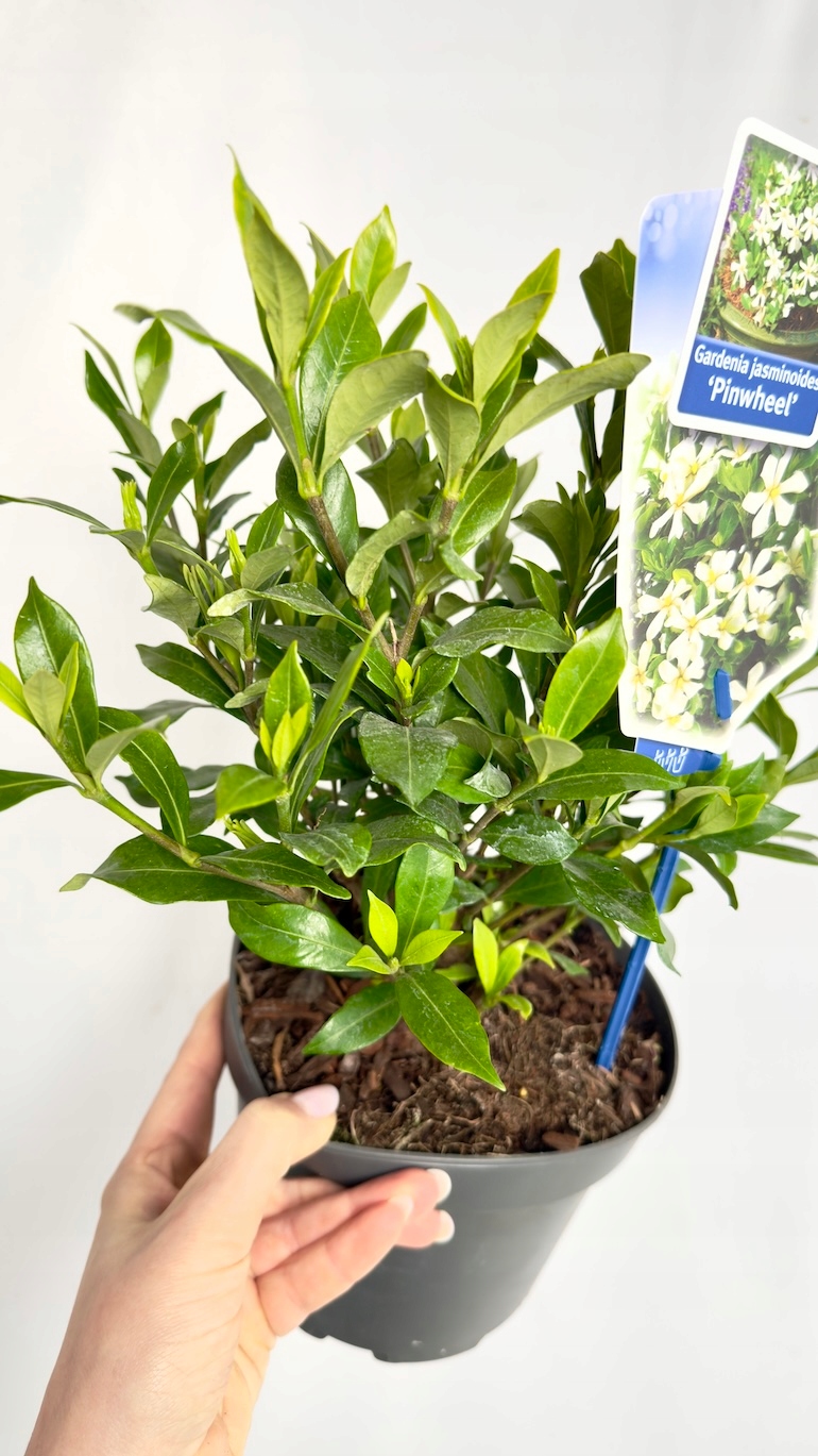 Gardenia jasminoides Pinwheel