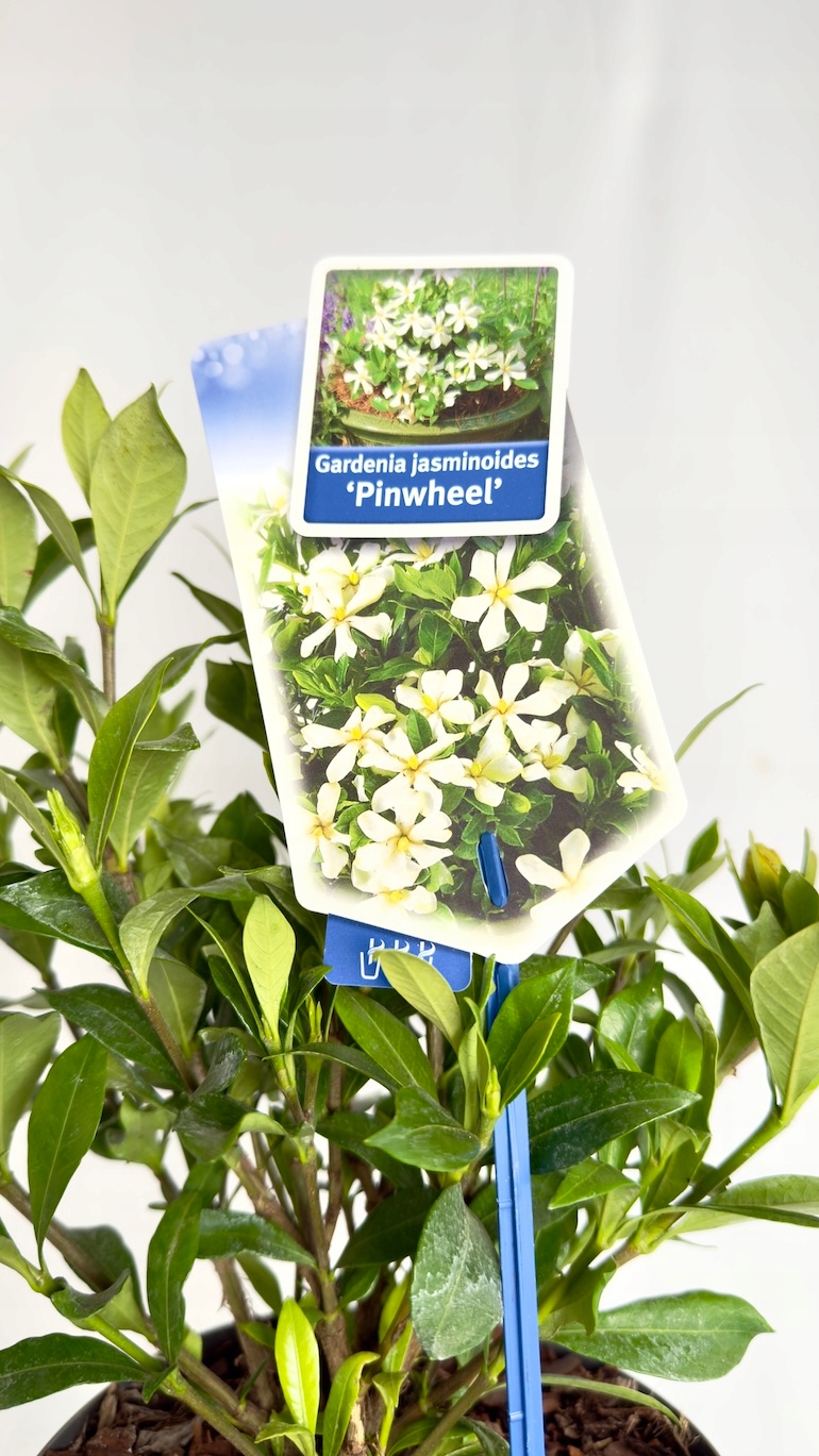 Gardenia jasminoides Pinwheel