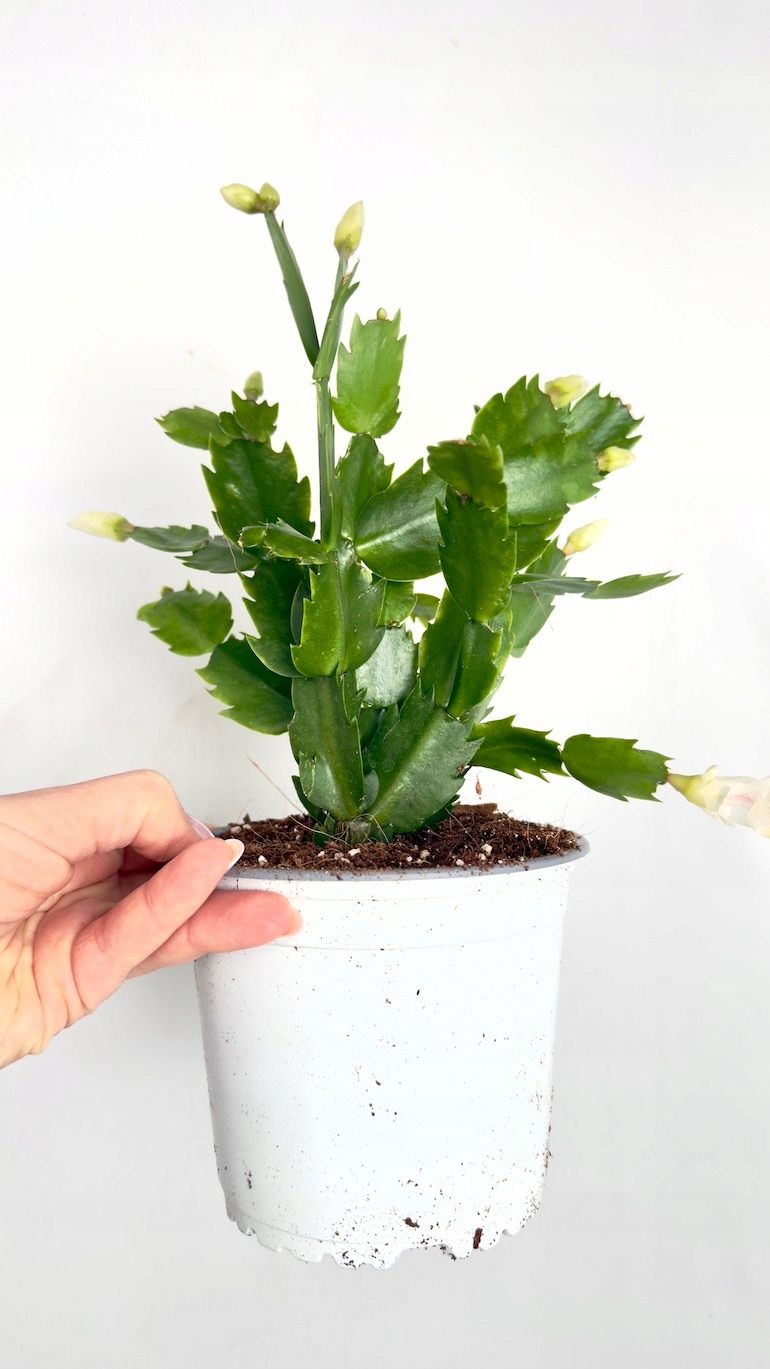 Schlumbergera grudnik białe kwiaty 14/25cm