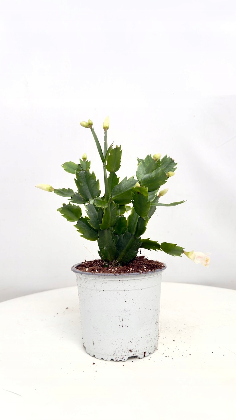 Schlumbergera grudnik białe kwiaty 14/25cm