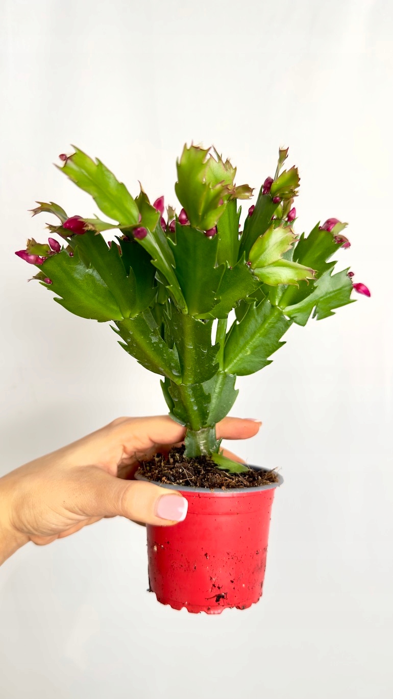 Schlumbergera Flame Purple