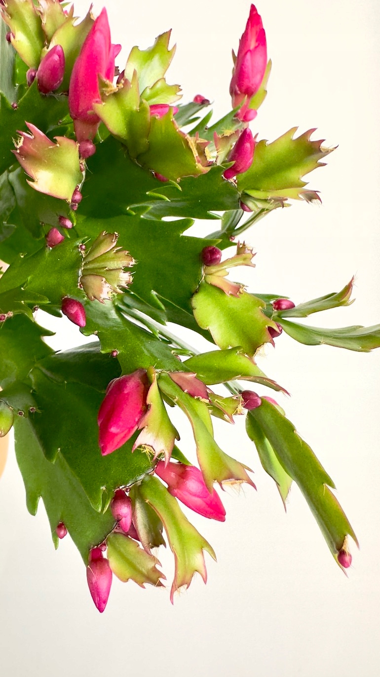 Schlumbergera Flame Purple