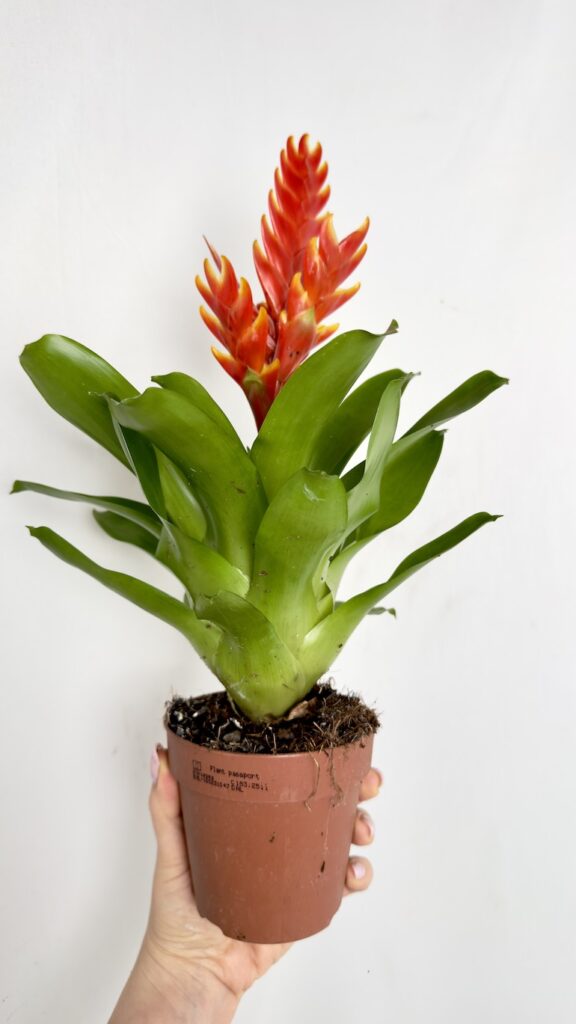 Guzmania z czerwonym kwiatostanem i zielonymi liśćmi w doniczce 12 cm trzymana w dłoni