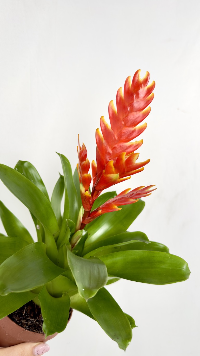 Guzmania 12/30 cm