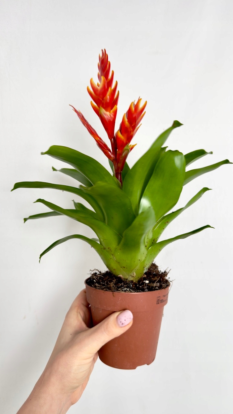 Guzmania 12/30 cm