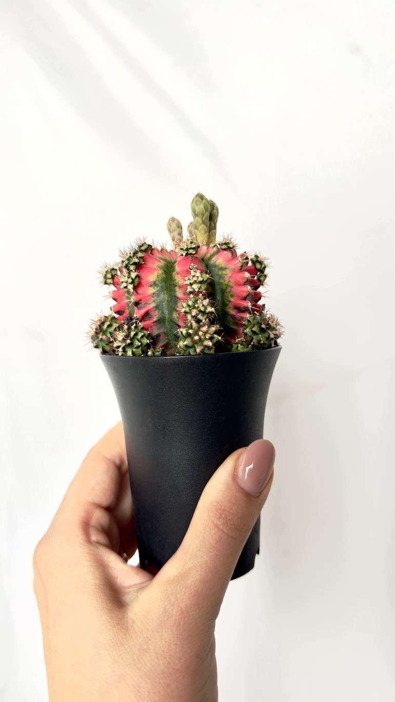 Gymnocalycium mihanovichii Japan 7,5/13 cm