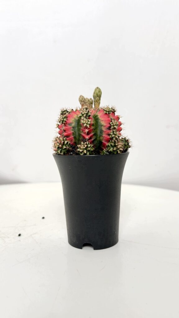 Gymnocalycium mihanovichii Japan 7,5/13 cm czerwono-zielony kaktus kolekcjonerski
