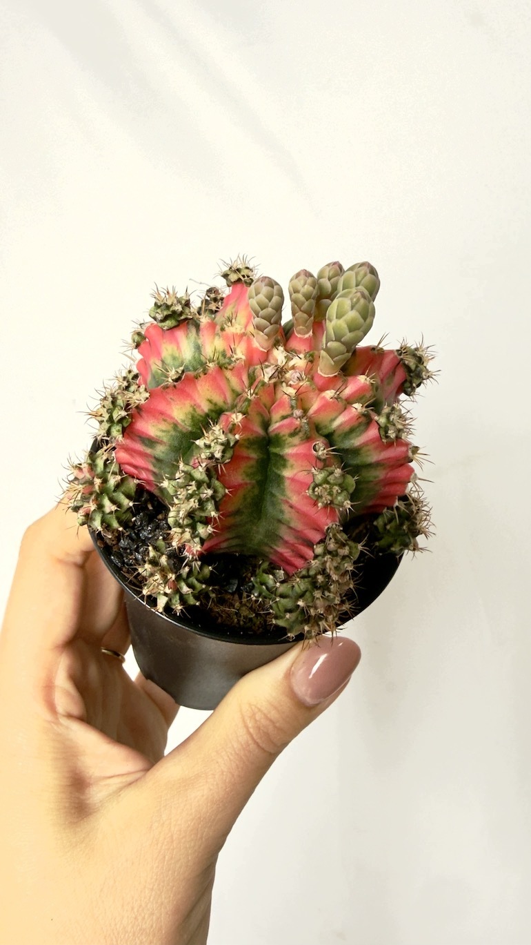 Gymnocalycium mihanovichii Japan 7,5/13 cm