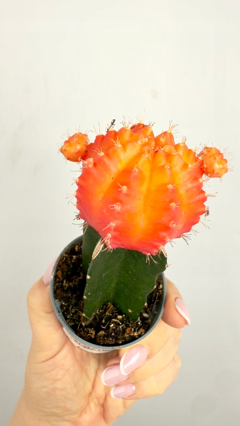 Gymnocalycium mihanovichii 6/15 cm