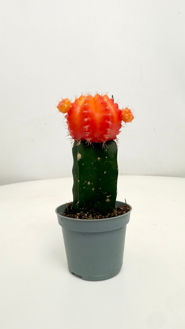 Gymnocalycium mihanovichii 6/15 cm