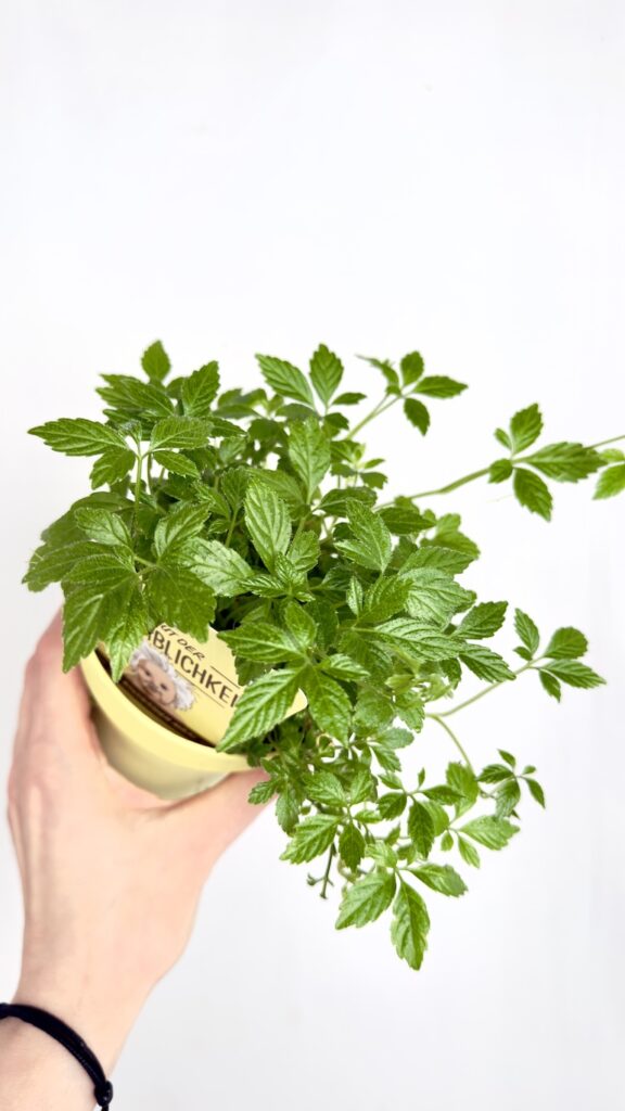 Gynostemma pentaphyllum Jiaogulan roślina pnąca o zielonych liściach w doniczce