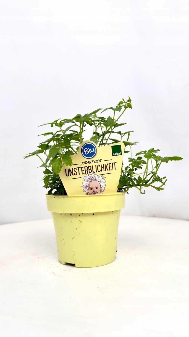 Gynostemma pentaphyllum Jiaogulan 12/20 cm