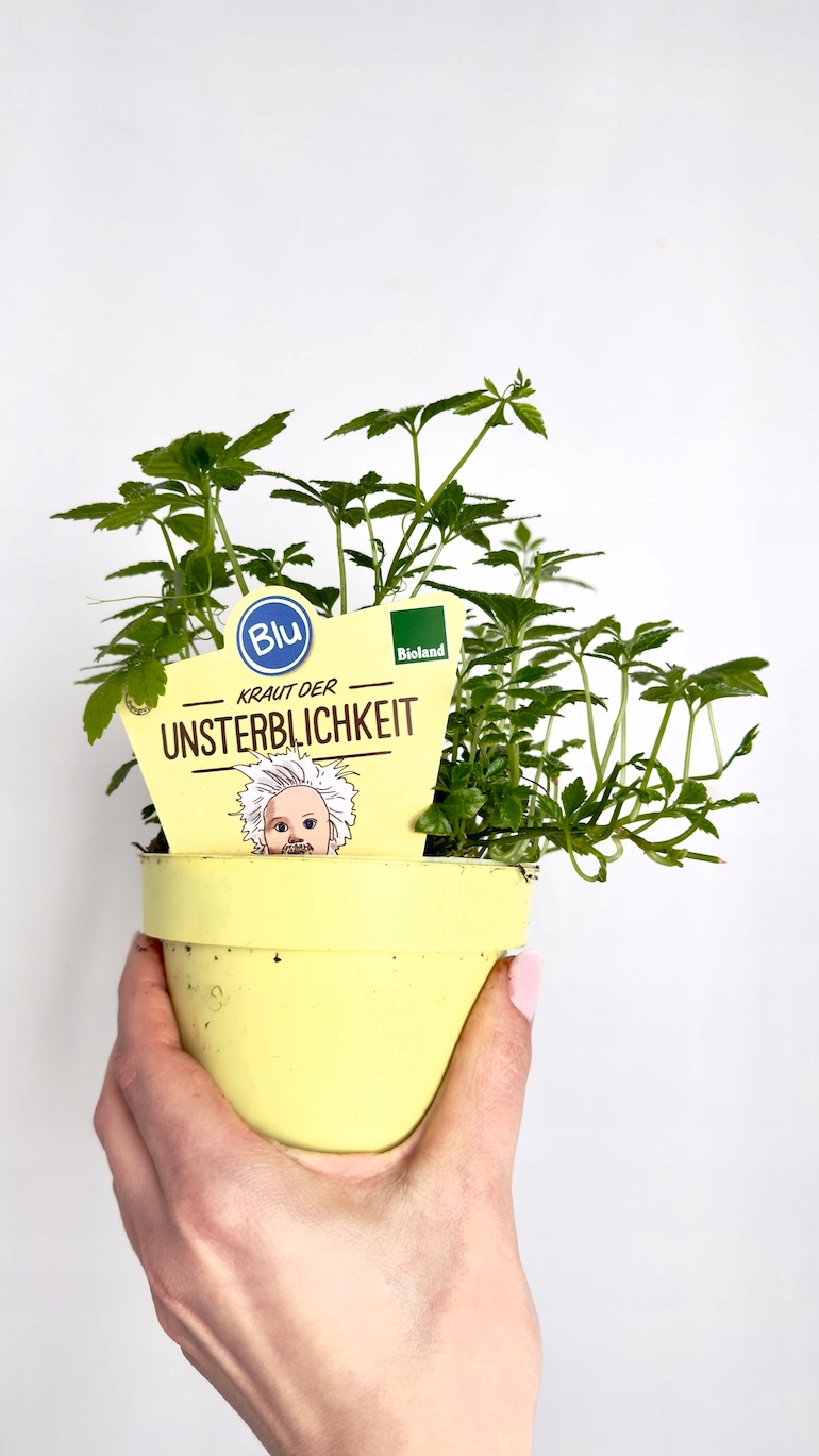 Gynostemma pentaphyllum Jiaogulan 12/20 cm