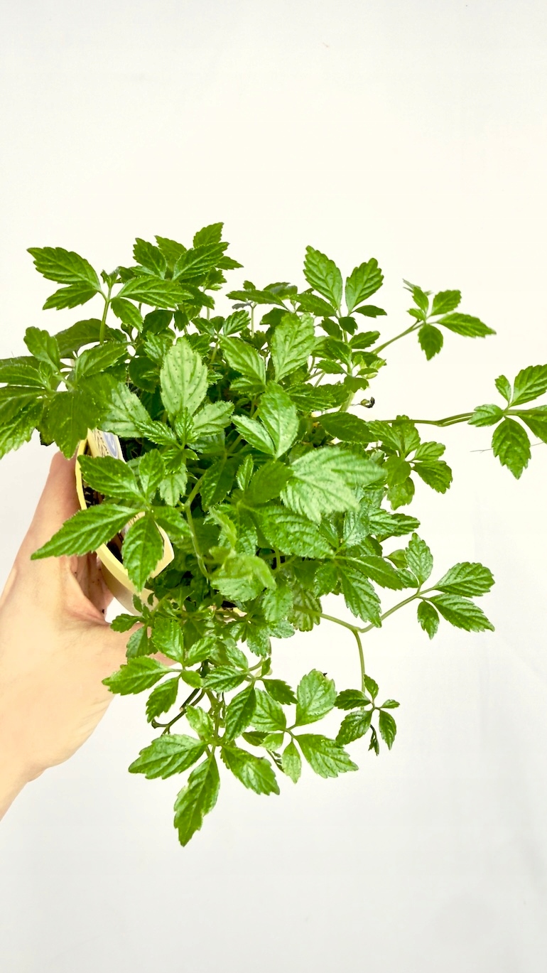 Gynostemma pentaphyllum Jiaogulan 12/20 cm