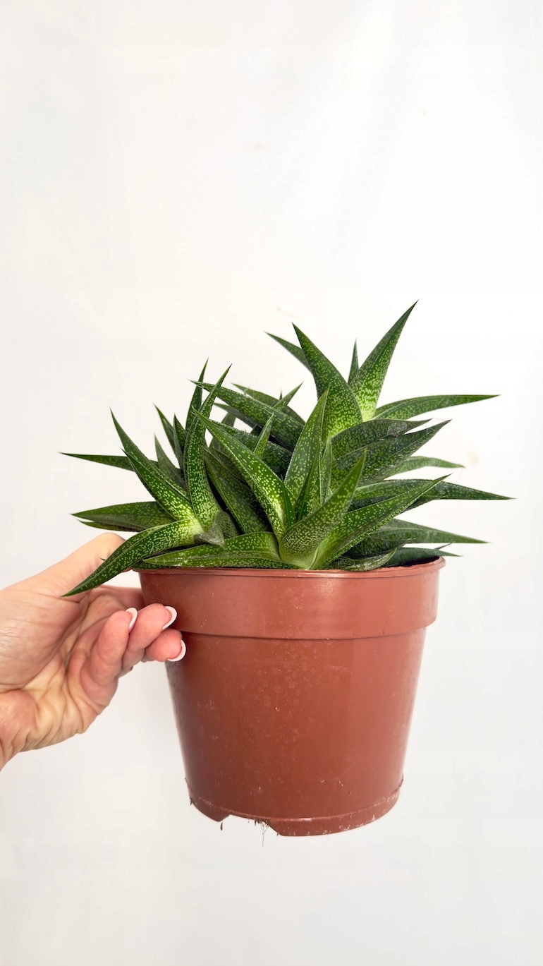 Haworthia 14/30 cm