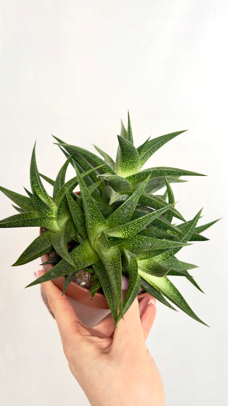 Haworthia 14/30 cm