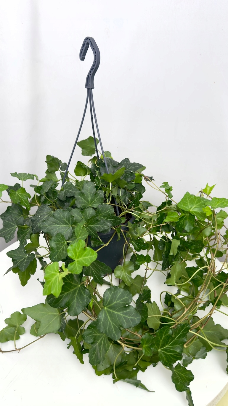 Hedera helix Wonder