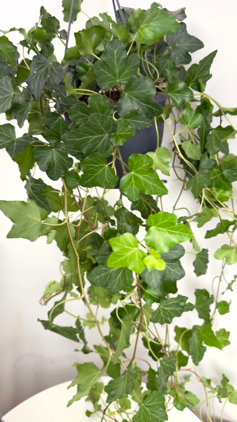 Hedera helix Wonder