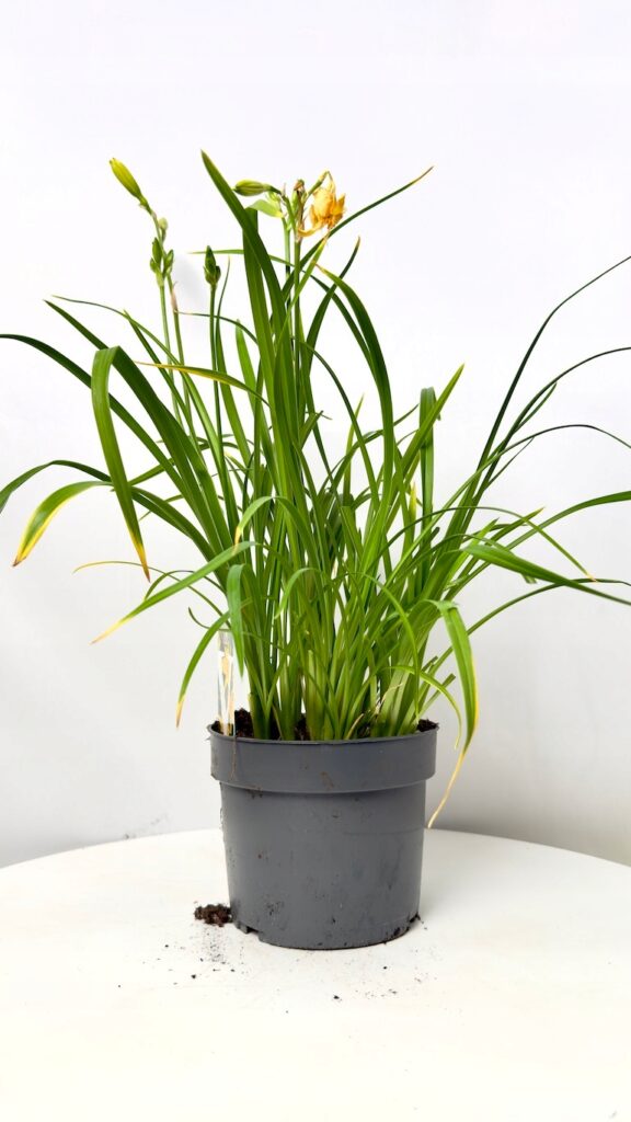 Hemerocallis Liliowiec Żółty 17/50 cm – bylina ogrodowa o dużych żółtych kwiatach.