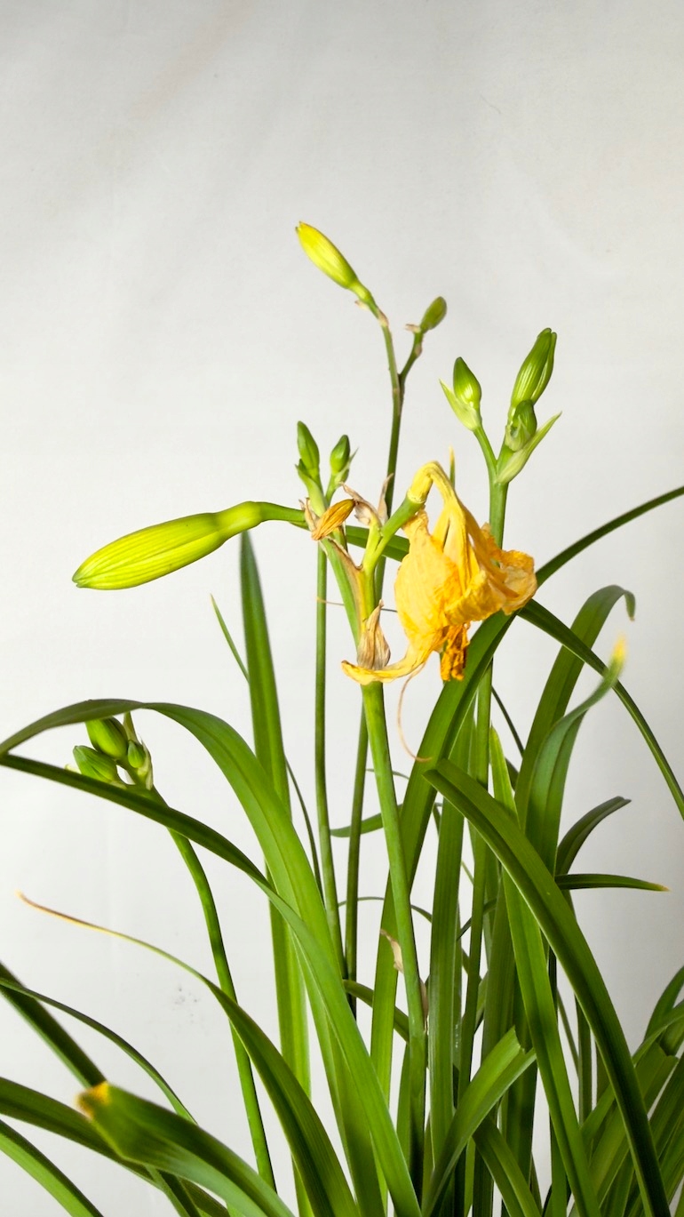 Hemerocallis liliowiec żółty 17/50 cm