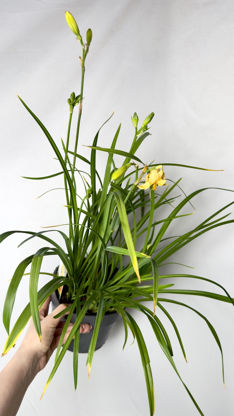 Hemerocallis liliowiec żółty 17/50 cm