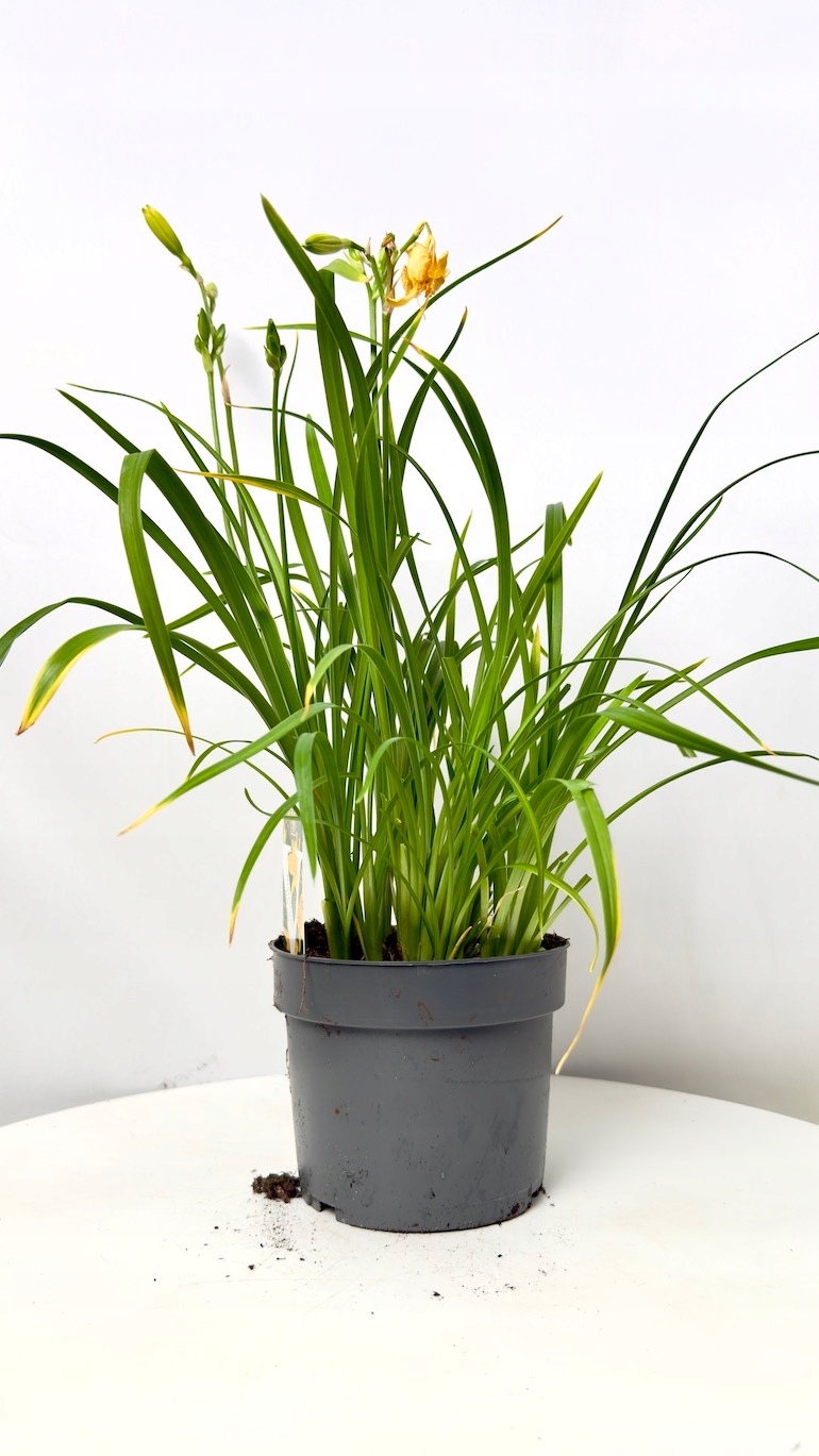 Hemerocallis liliowiec żółty 17/50 cm